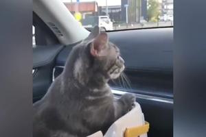 ŠTA SE TO POMERA I KREĆE?! Ovo je prava reakcija mačke na vožnju automobilom! (VIDEO)