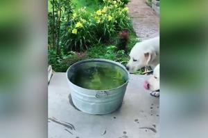 KAKO GA JE ZEZNUO U SEKUNDI! Dva psa su krenula ka kofi vode da se rashlade, ali ono što je jedan od njih uradio će vas zapanjiti! (VIDEO)