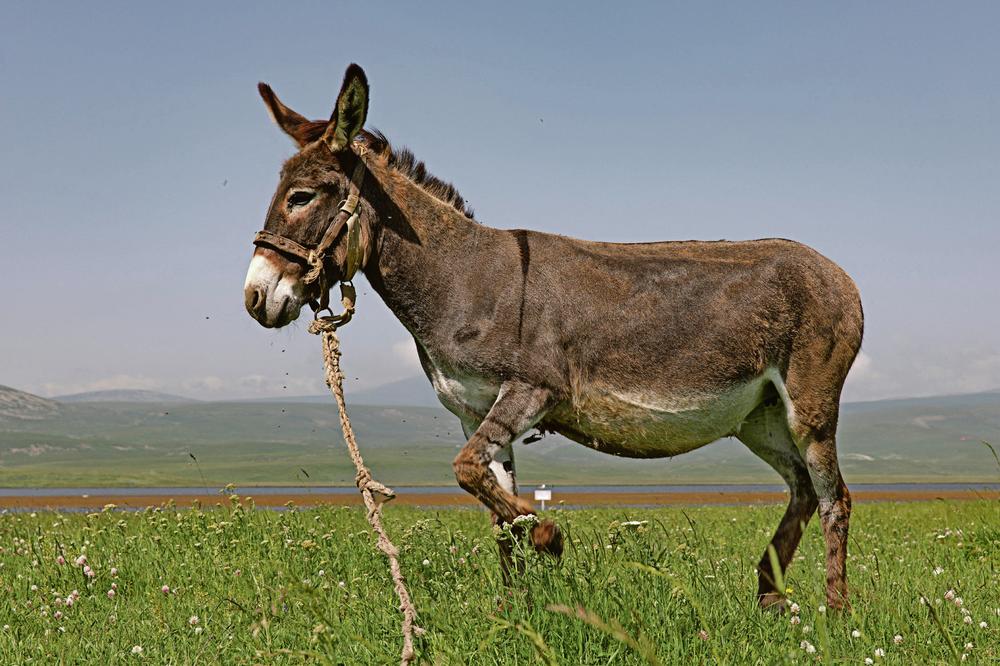 HRVATI IZMET MAGARACA PRODAJU KAO SUVENIR! Mušterije čak i ne pitaju za cenu, bitno im je da donosi sreću!