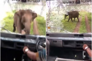ZASTRAŠUJUĆI SNIMAK IZ NACIONALNOG PARKA: Uplašeni slon napao kola i uništio šoferšajbnu! (VIDEO)