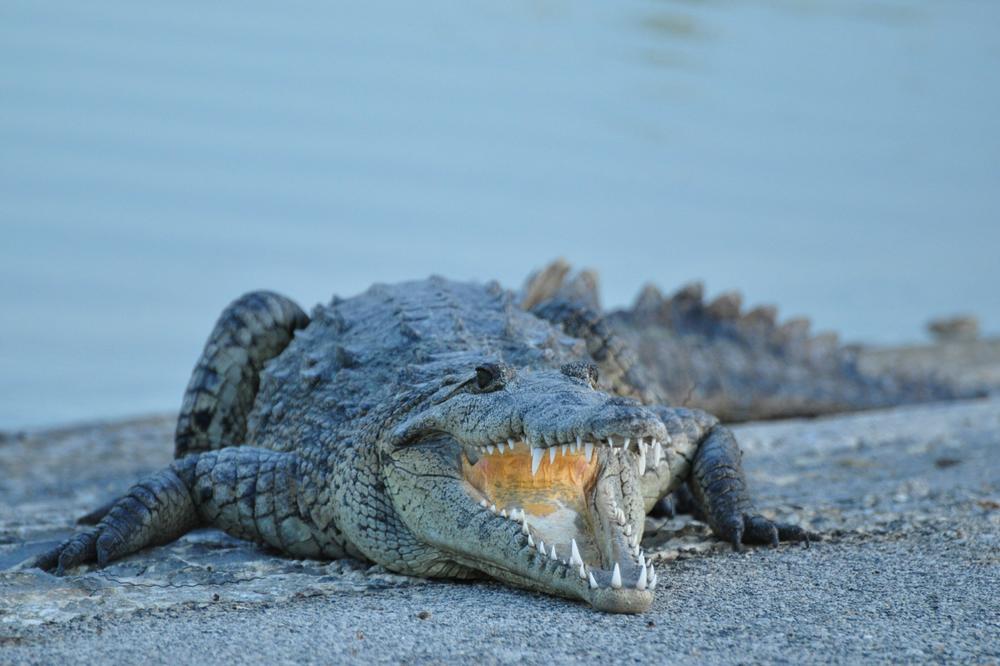 TREBALO JE DA BUDE SAMO TRENING: Aligator to nije znao pa je upao na teren! Nastala je BEŽANIJA VIDEO