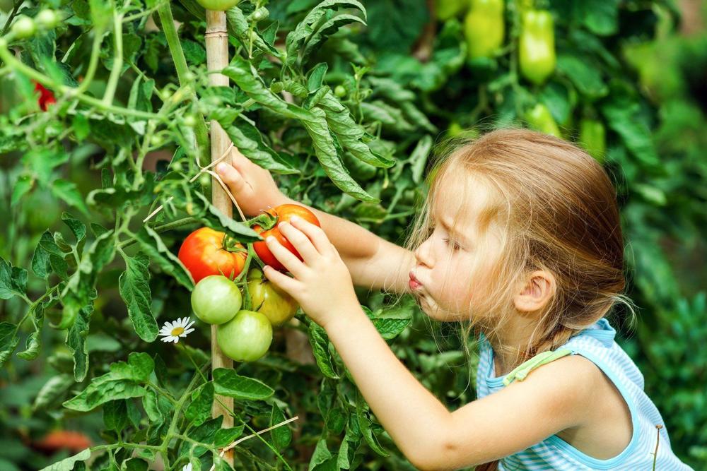 paradajz, bašta, devojčica