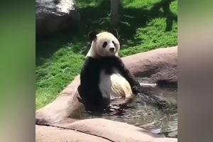 PANDA SE RASHLAĐUJE OD PAKLENE VRUĆINE! Ni životinjama nije lako leti, a evo kako njoj bazen olakšava situaciju (VIDEO)