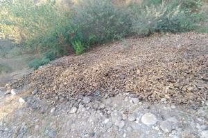 JEZIV PRIZOR U CRNOJ GORI: 5 tona kokošijih nogica pronađeno na obali Morače! Svi se pitaju ko je odgovoran za ovaj horor! (FOTO)