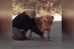 KAKVA MUČITELJKA ŽIVOTINJA, TREBA JE KAZNITI! Obula velikom psu male, uske cipelice i smeje se njegovim neuspelim pokušajima da hoda! (VIDEO)