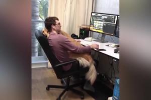 AU KOLIKA PSEĆA MAZA! Dok njegov vlasnik vredno radi za kompjuterom, on mu leži u krilu, grli ga i mazi se! (VIDEO)