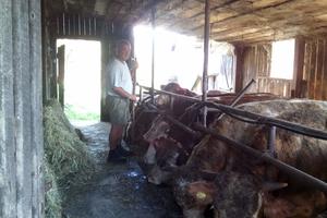 POTPUNO STAO IZVOZ JUNETINE U TURSKU: Pune štale bikova, niko i ne pita za cenu