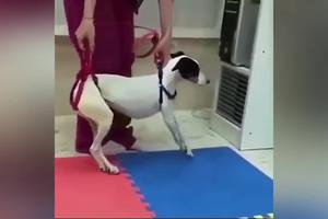 NAKLON DO PODA! Evo kako pas sa invaliditetom uči da hoda! Malo po malo on je počeo čak i da trči, ali ona nije odustajala od njega (VIDEO)