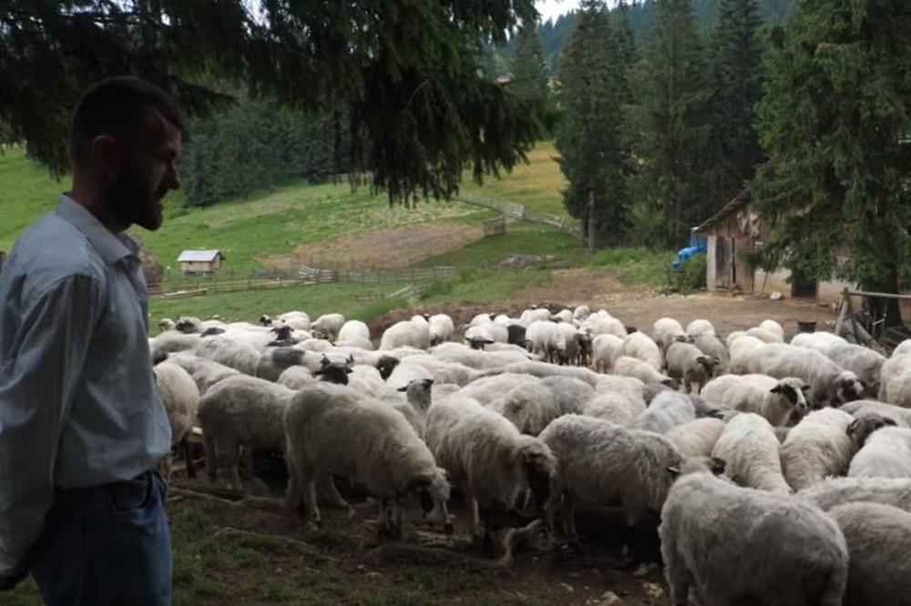 KUPIO JE ŠTENE TORNJAKA UMESTO MATURSKOG ODELA: Danas ima stado od 500 ovaca, a kaže da od ovog posla u BiH može da se životari! (VIDEO)