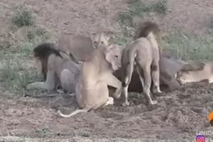 LAVICE SE POBILE, A PLEN POBEGAO! Dok su se one tukle, lavovi su ih bezuspešno razdvajali i svi ostaše bez ručka! (VIDEO)