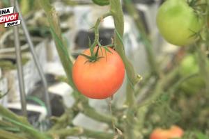 ZELENI GRAD: BUBE GA ČUVAJU, KOMPJUTERI NADGLEDAJU! Ovako raste paradajz u najmodernijem plasteniku u Srbiji! (KURIR TV)