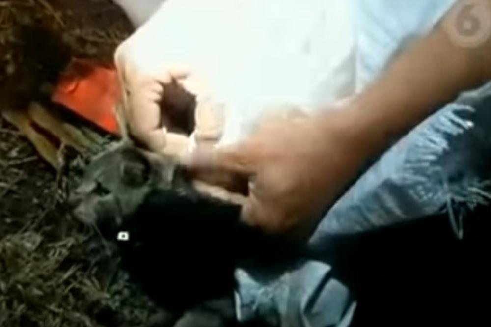 ZATVORSKI ČUVARI JE LOVILI 5 SATI! Kriminalci zakačili mački na leđa 2 mobilna i punjače i poslali je pajtašima u zatvoru! (VIDEO)