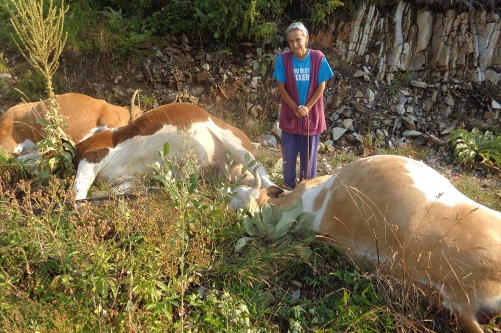 DRŽAVA POMAŽE VUKICI SA PLANINE ROGOZNA: Jadnoj ženi grom ubio obe krave i bika, ostala bez ičega (FOTO)