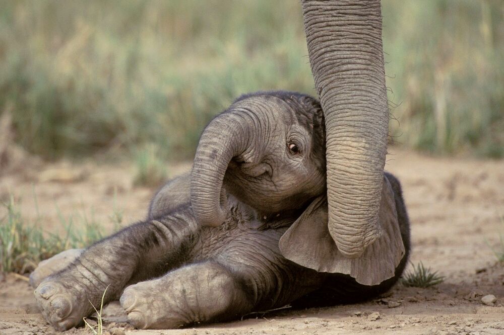 SVET SE DOZVAO PAMETI: Bebe slonova ostaju uz svoje majke! Zabranjena prodaja ovih mladunaca zoološkim vrtovima!
