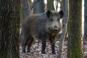PROKUPLJE: Otvorena sezona lova na divlje svinje
