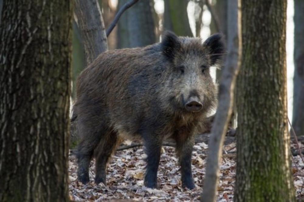 BIZARNA NESREĆA U PRIJEDORU: Minom branio njivu od divljih svinja, stradao u eksploziji