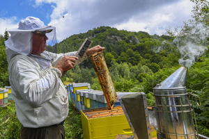 PČELAR POKAZAO KAKO UBIJA STRŠLJENOVE KOJI MU NAPADAJU PČELE: Tviter poludeo i svi se pitaju kako je savladao ovu ČUDNU VEŠTINU!