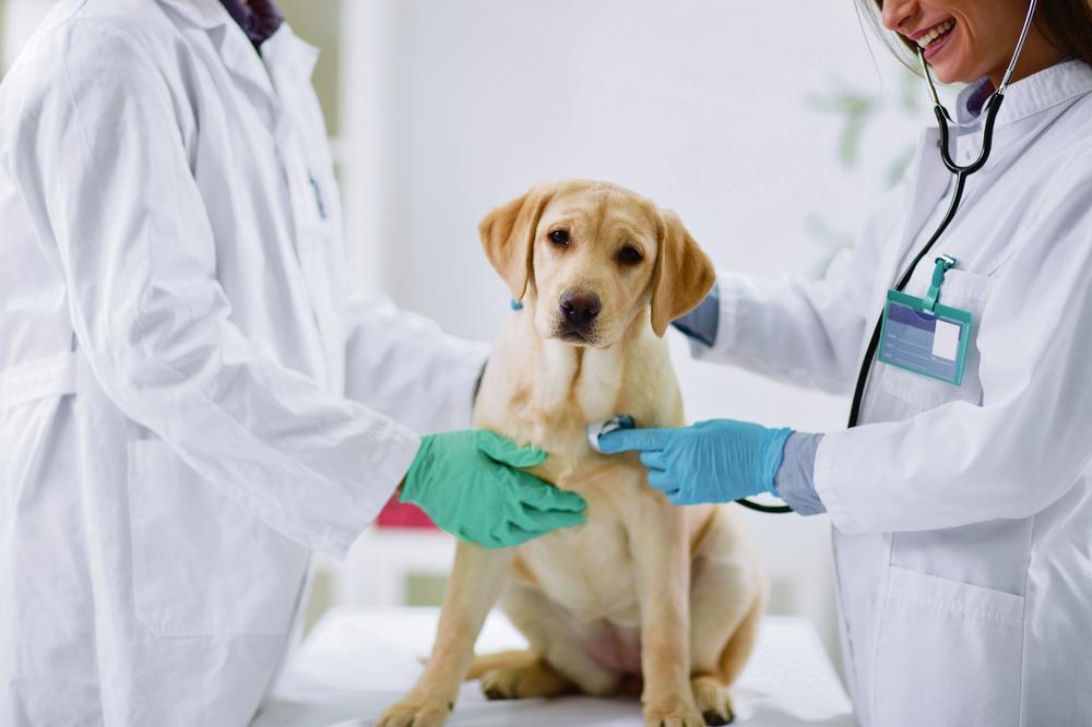 VETERINARSKE AMBULANTE PREPUNE: Psi ovih dana masovno alergični na ambroziju
