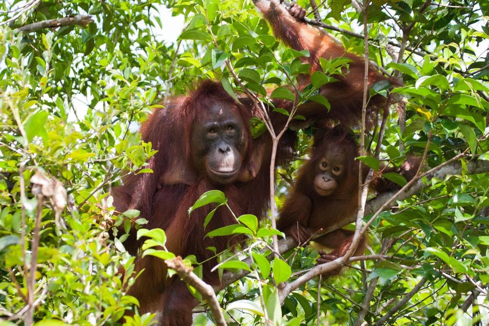 OVO BLAGO PRIRODE ĆE BITI UNIŠTENO DA BI SE IZGRADIO GRAD: Hiljade domorodaca Bornea koji štite šume pune orangutana i sunčevih medveda, moraće da napuste svoju zemlju zbog nove prestonice Indonezije! (FOTO)