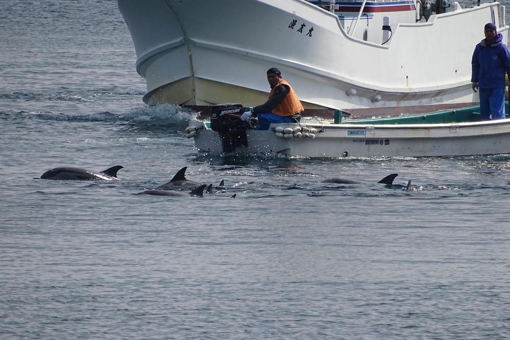 UŽASNO OKRUTNO! CEO ZALIV SE ZACRVENI OD KRVI! U Japanu počeo godišnji lov na delfine! 1.700 predivnih stvorenja biće zverski iskasapljeno! (VIDEO)
