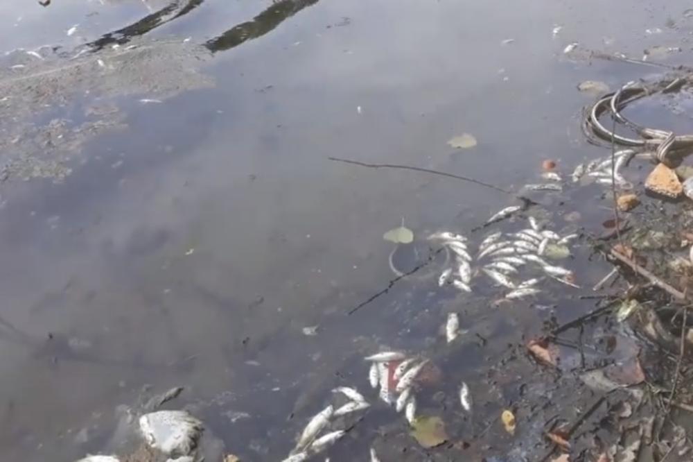 EKOLOŠKA KATASTROFA U BIJELOM POLJU SVE GORA: Mrtve ribe i dalje plivaju Limom, a reka puna đubreta! (VIDEO)