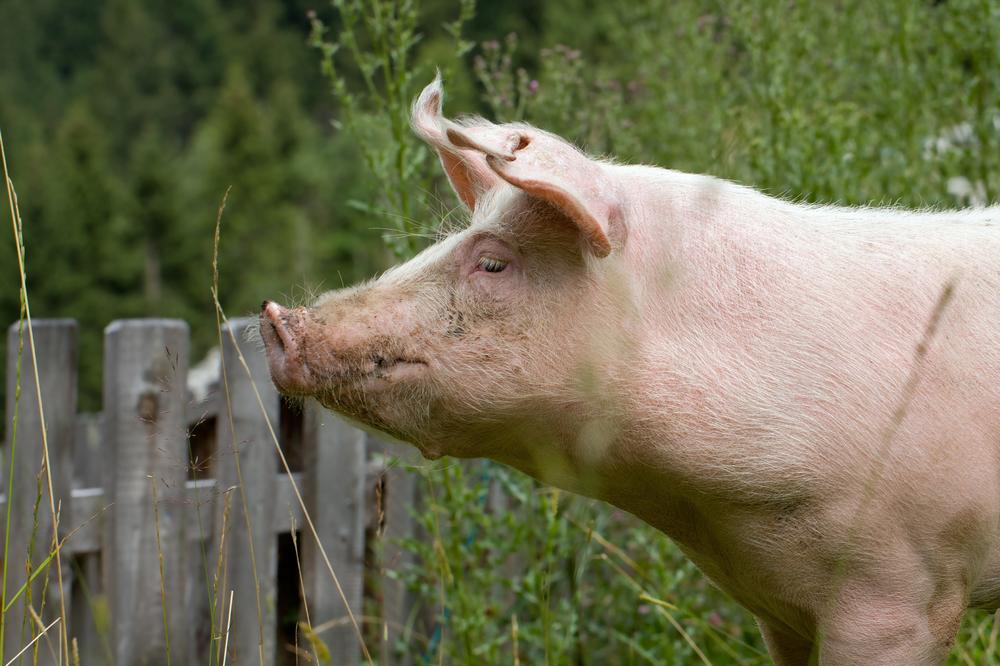 OPREZ! NOVI SLUČAJ AFRIČKE KUGE U SRBIJI: U blizini Žitišta potvrđena bolest kod tri svinje, MOGUĆE ŠIRENJE ZARAZE!