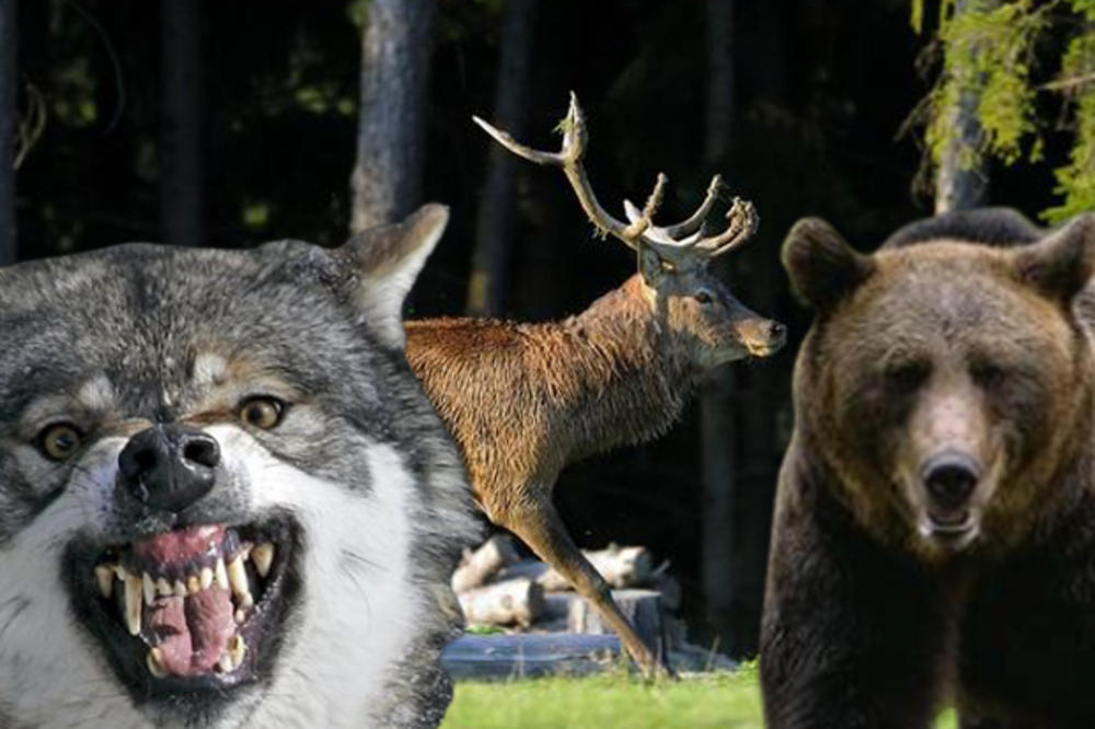 DIVLJE ZVERI TERORIŠU KURŠUMLIJSKA SELA: Vukovi, medvedi i jeleni uništavaju dvorišta i napadaju ljude, meštanima zabranjene puške, brane se petardama ili beže na drveće