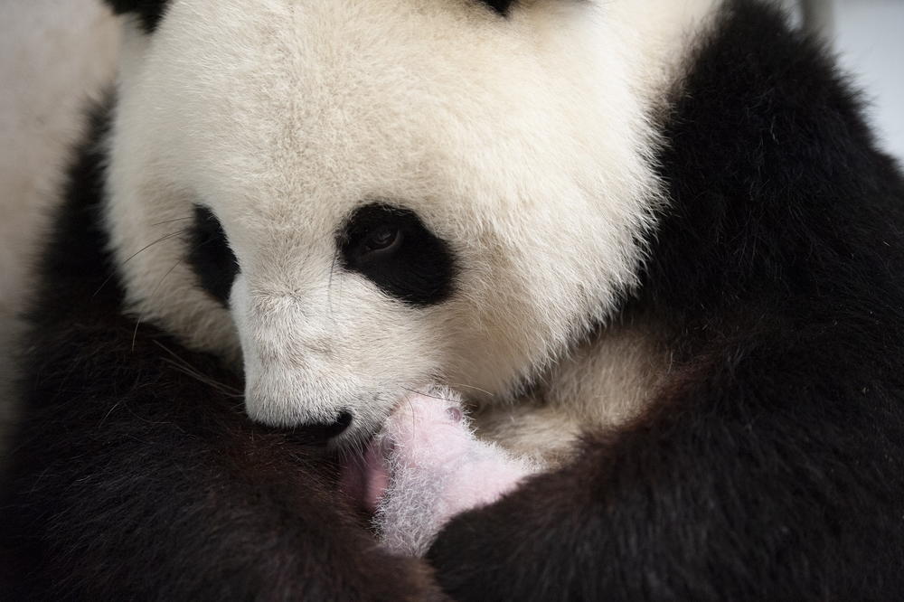 PONOSNA MAMA PANDA GRLI SVOJE BLIZANCE: U Berlinu rođene prve pande u ZOO vrtu i već su svi zaljubljeni u njih! (FOTO)