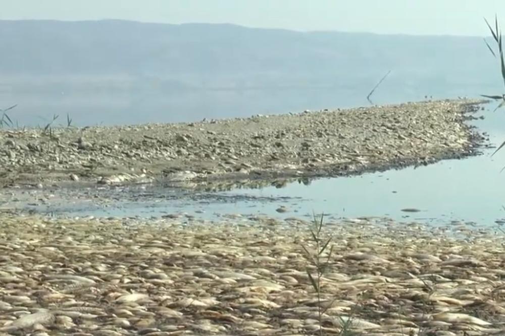 TUGA I ČEMER: Hiljade riba uginulo na suvom! Lagadinsko jezero u Grčkoj nestaje, vodostaj dramatično nizak! (VIDEO)