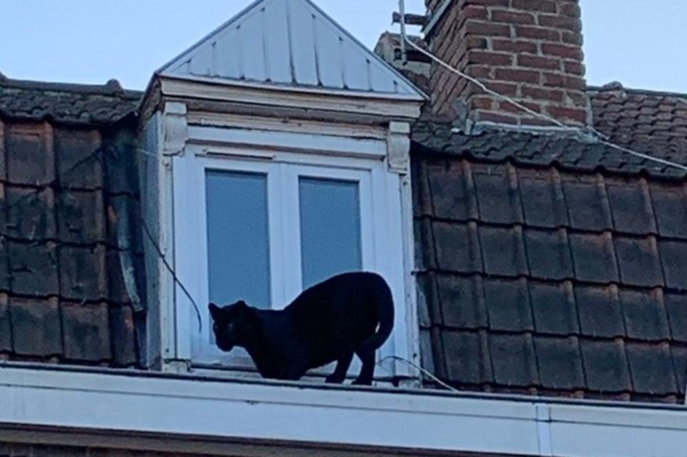 MISTERIJA CRNOG PANTERA NA KROVU: Divlja mačka se šeta po francuskom gradu, ali niko ne zna odakle je došla! (FOTO)
