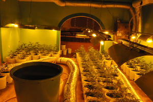 300 SADNICA U LABORATORIJI: Otkriveno skladište marihuane u okolini Novog Sada (FOTO)
