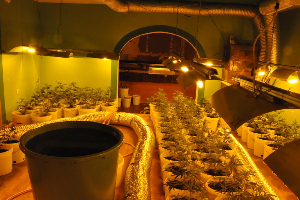 300 SADNICA U LABORATORIJI: Otkriveno skladište marihuane u okolini Novog Sada (FOTO)