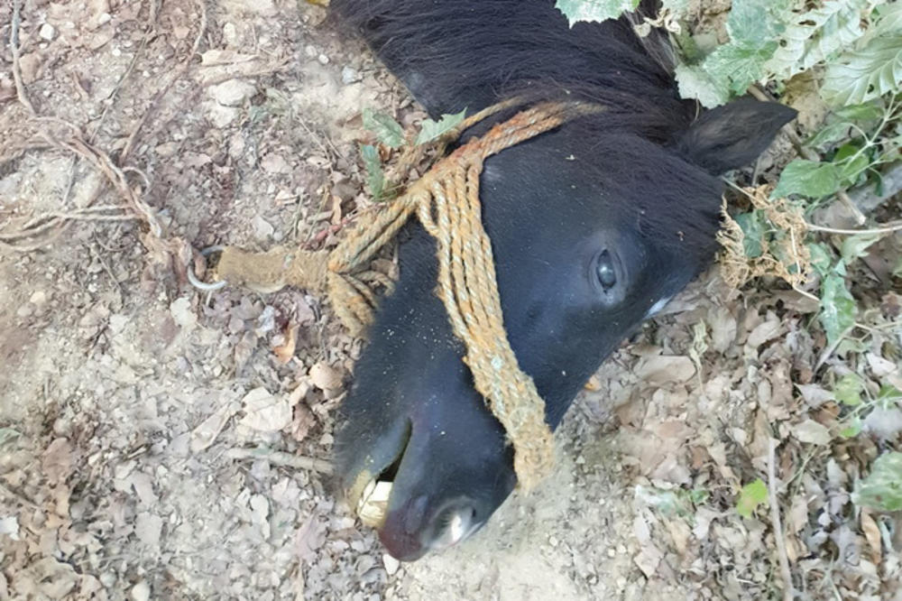 ZVEZDU RASTRGLI VUKOVI NA MALOM JASTREBCU: Mali poni, ljubimac dece doživeo stravičnu sudbinu VLASNICI NE MOGU DA DOĐU SEBI OD TUGE I ŠOKA