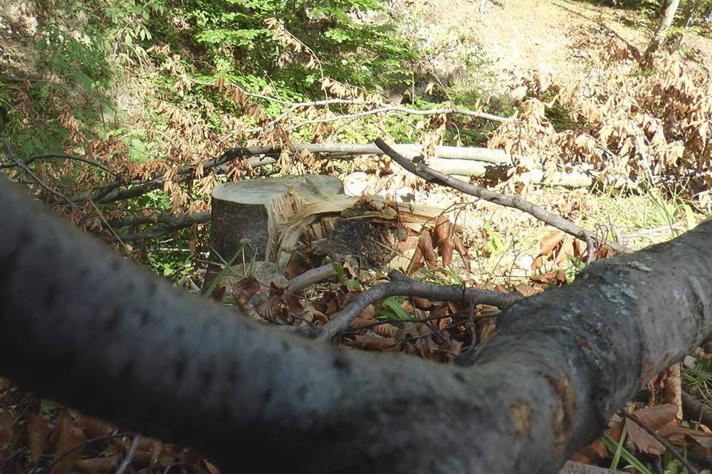 ALABANAC UHAPŠEN ZBOG SEČE ŠUME: Posekao oko 80 stabala u ataru sela Dabinovac kod Kuršumlije