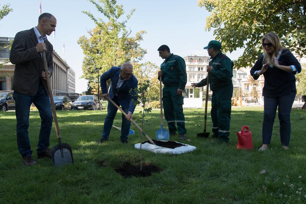 SVETSKI DAN BORBE PROTIV ALCHAJMEROVE BOLESTI U BEOGRADU: Sadnice ginka bilobe posađene u Pionirskom parku (FOTO)