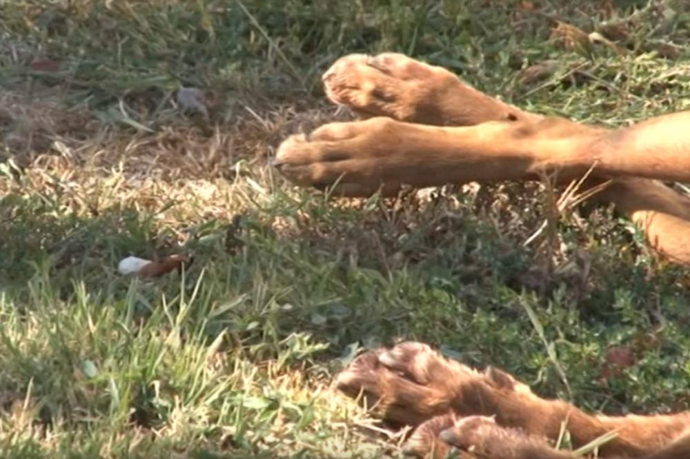 SNIMLJENO SILOVANJE PSA U BIHAĆU: Vlasnik pregledao nadzorne kamere pa je u šoku! Sve prijavljeno policiji!