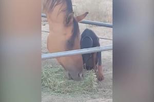 HA, HA, HA, KAD MESOJED DOĐE KOD VEGANA NA RUČAK! Ovaj doberman je bio gladan i ništa drugo mu nije preostalo nego da se pridruži konju! (VIDEO)
