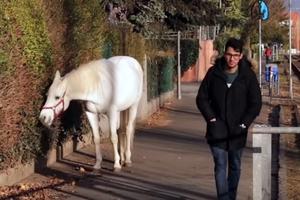 OVA LEPOTICA JE NAJVEĆA ATRAKCIJA FRANKFURTA: Bela kobila Dženi svakog jutra odlazi u šetnju, a sa sobom nosi jednu važnu poruku (VIDEO)