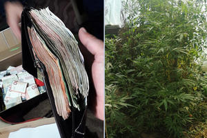 USPEŠNA AKCIJA POLICIJE: Zaplenili 2,3 kg marihuane i ogromnu količinu novca u Bačkom Petrovcu (FOTO)
