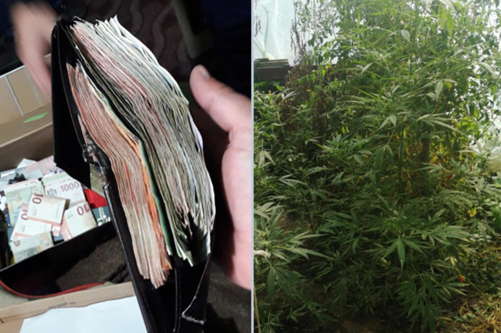 USPEŠNA AKCIJA POLICIJE: Zaplenili 2,3 kg marihuane i ogromnu količinu novca u Bačkom Petrovcu (FOTO)