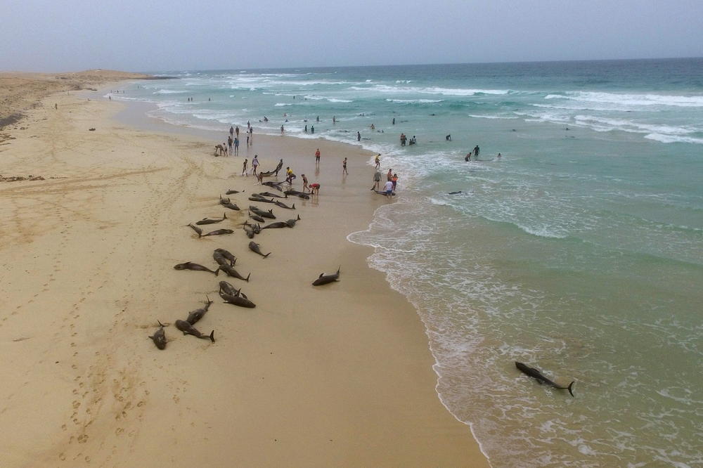 TUGA I NEMOĆ: 200 delfina uginulo na plaži ovog ostrva! Niko ne zna razlog, a kada su ih aktivisti odvulki u more, ova prelepa bića se vratila nazad na obalu! (VIDEO, FOTO)