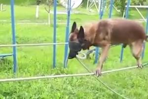 SPREMAN ZA SPECIJALNU ANTITERORISTIČKU JEDINICU! Surova dresura psa izgleda ovako, ali on je sve izdržao i obučen je za najstrašnije zadatke! (VIDEO)