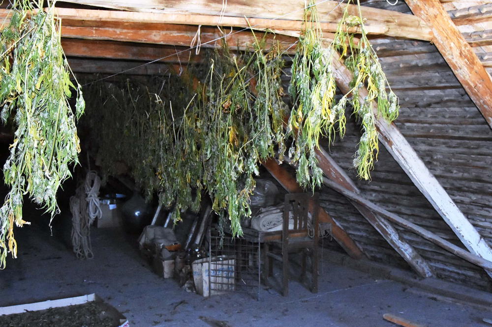 UHAPŠEN NOVOSAĐANIN: U kući krio 12 kg marihuane, a u dvorištu još 14 kilograma (FOTO)