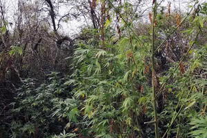 PRIVEDENO VIŠE OSOBA: Policija pronašla veliku plantažu marihuane u blizini Stare Pazove