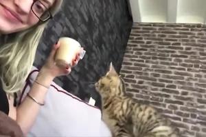 SUROVA IGRA DEVOJKE I NJENE KUĆNE LJUBIMICE! Pije kafu sa mlekom, sve snima telefonom i smeje se, dok maca uporno gura šapicu ka šolji i mjauče da dobije malo! (VIDEO)