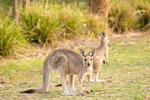 POKOLJ U AUSTRALIJI: Mučki ubio 20 kengura, stanovnici zatekli jezive prizore! Jurio ih po predgrađu i gazio automobilom!