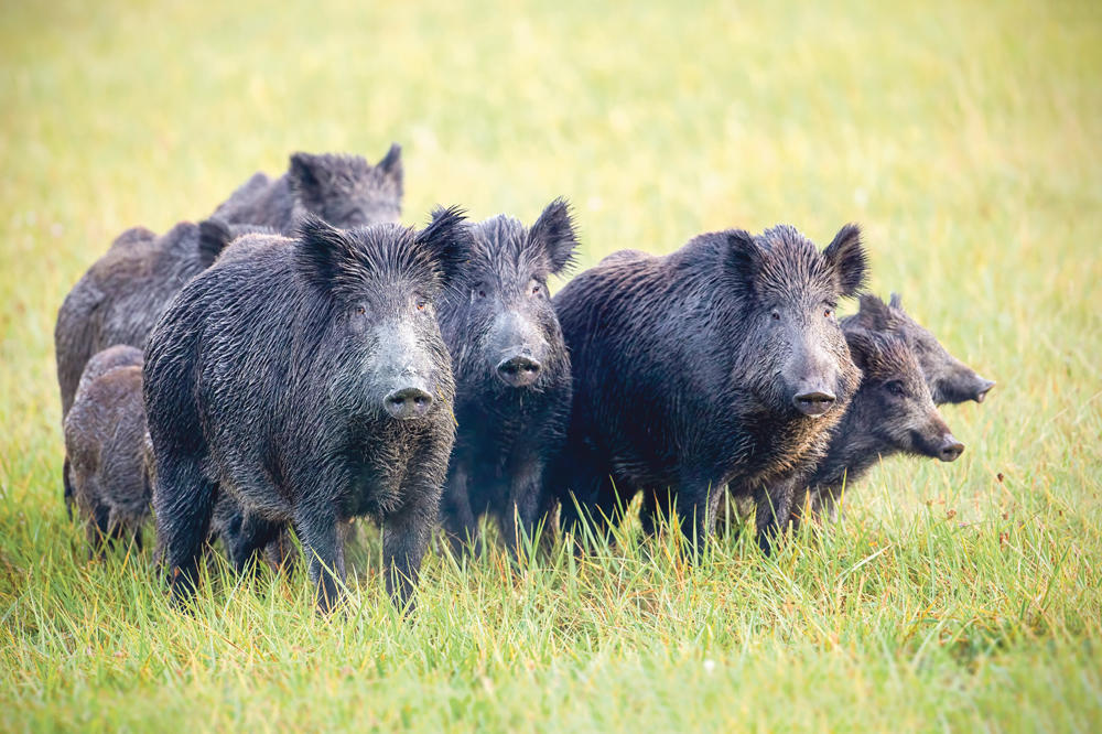 POČELA LOVNA SEZONA: U danu odstreljeno 14 divljih svinja