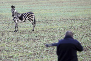 KRATKA SLOBODICA! Zebra pobegla iz cirkusa i napravila karambol na auto-putu, ali kraj će vas rastužiti... (VIDEO)