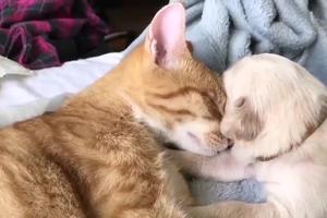 POTPUNO ĆETE SE RAZNEŽITI! Žuta maca i belo kučence spavaju zagrljeni, a tako se slatko umiljavaju i maze da nećete moći da ih se nagledate! (VIDEO)