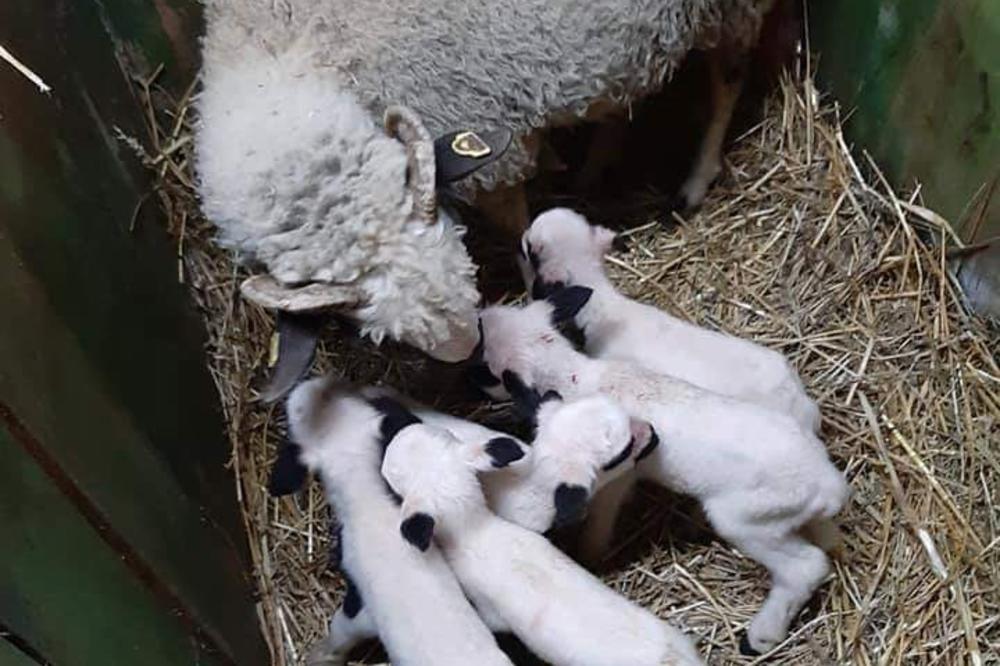 ČUDO U SELU KOD VALJEVA! SREĆA U KUĆI PETRIĆA: Ovca ojagnjila 5 jagnjadi, tiskaju se uz majku, ali će ipak morati da se hrane iz flašice (FOTO)